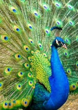 Peacock