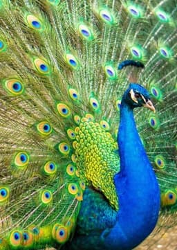 Peacock