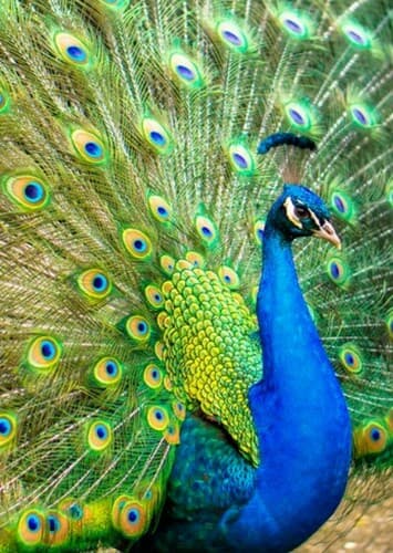 Peacock
