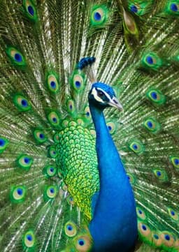Peacock
