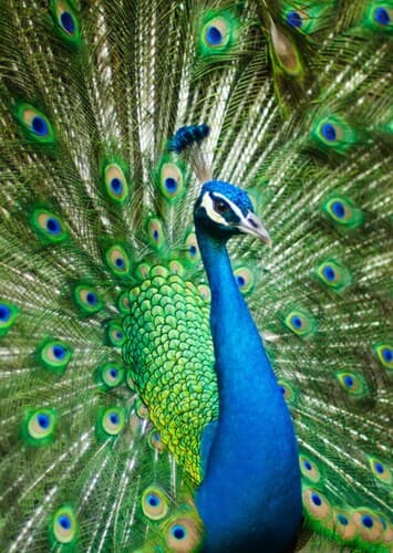 Peacock