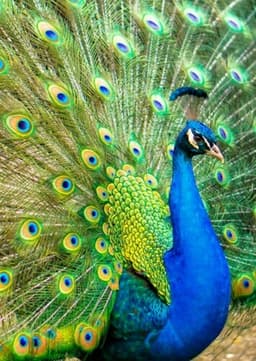 Peacock