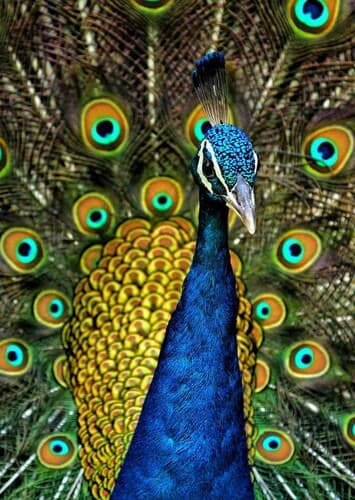 Peacock