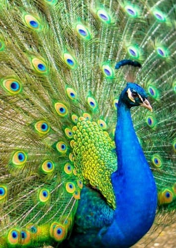 Peacock