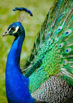Peacock