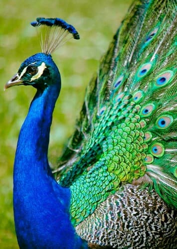 Peacock