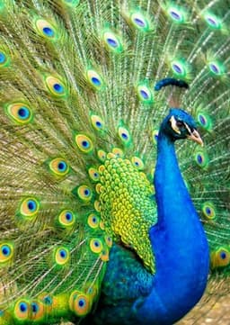 Peacock