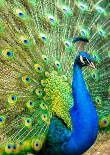 Peacock