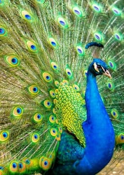 Peacock
