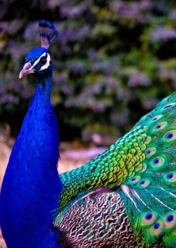 Peacock