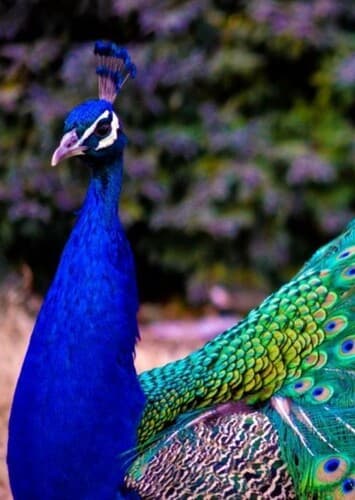 Peacock