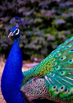 Peacock