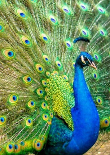 Peacock