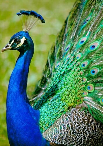 Peacock