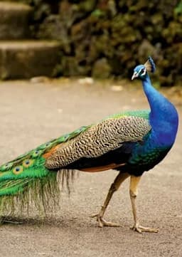 Peacock