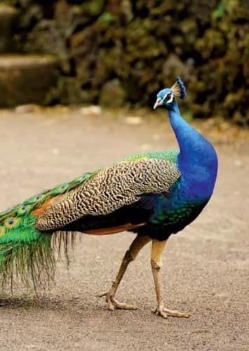Peacock/Peafowl