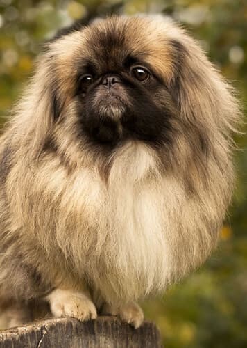 Pekingese