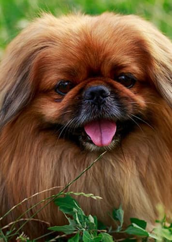 Pekingese Dog
