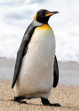 Penguin