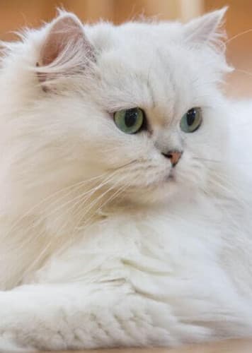 Persian Cat
