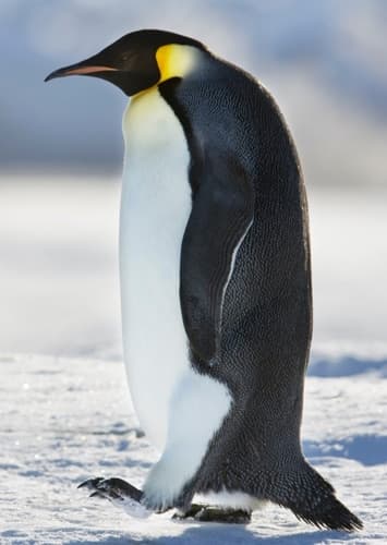 Pete The Penguin