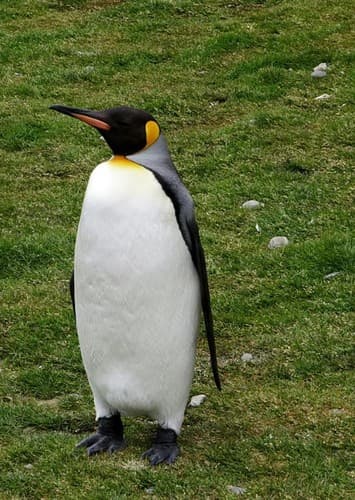 Peter the Penguin