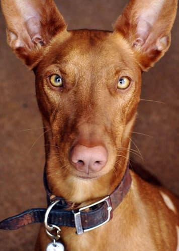 Pharaoh Hound Dog