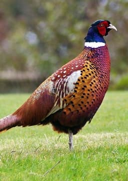 Pheasant
