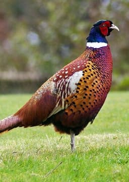 Pheasant