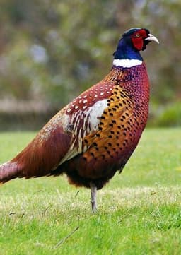 Pheasant