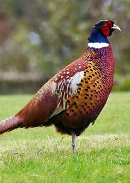 Pheasant