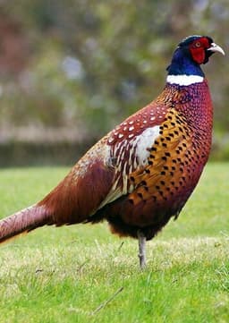 Pheasant