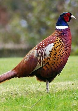 Pheasant
