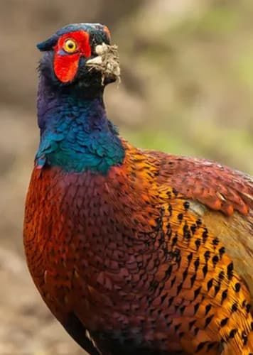 Pheasant