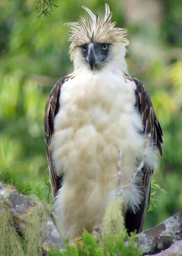 Philippine Eagle