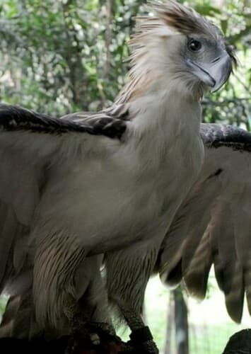 Philippine Eagle