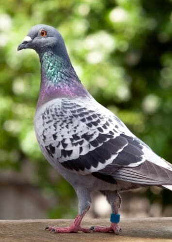Pigeon
