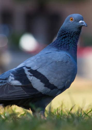 Pigeon (Generic)