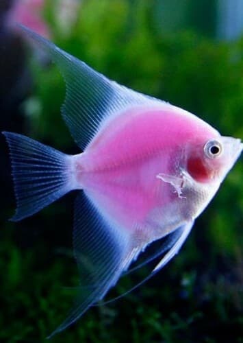 Pink Angelfish