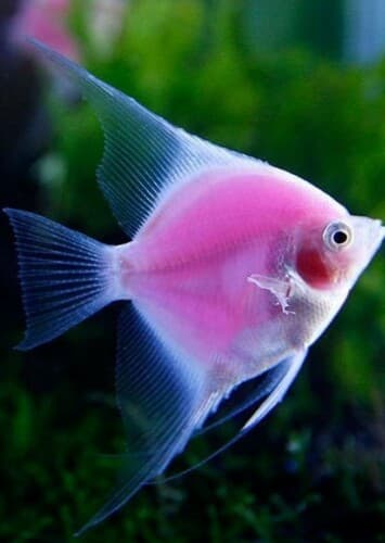 Pink Angelfish