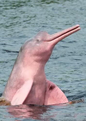 Pink River Dolphin
