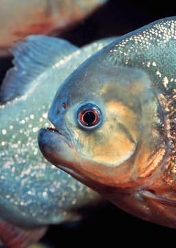 Piranha