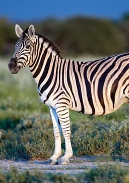 Plain Zebra