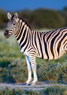 Plains Zebra