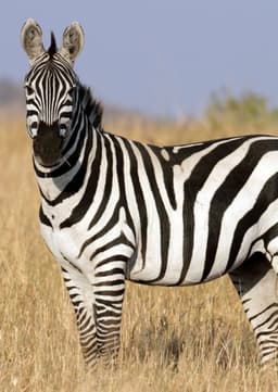 Plains Zebra