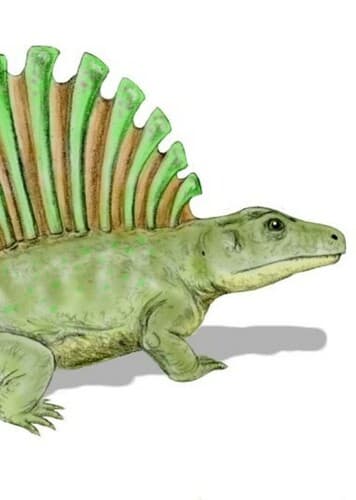 Platyhystrix