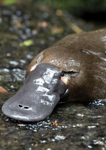 Platypus