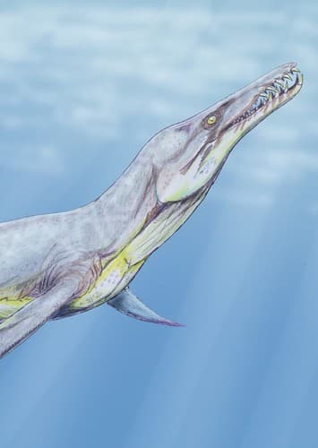 Plesiopleurodon
