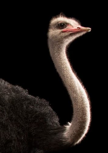 Plimpton the Ostrich