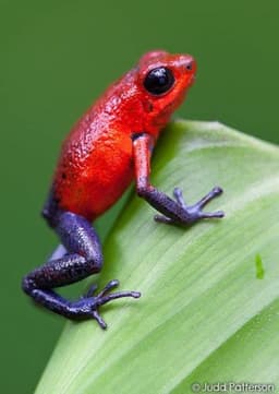 Poison Dart Frog